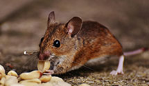 24 Hour & Emergency Exterminators in Veedersburg, IN